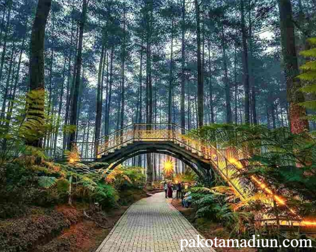 Wisata Orchid Forest Cikole, Destinasi Hits Bandung